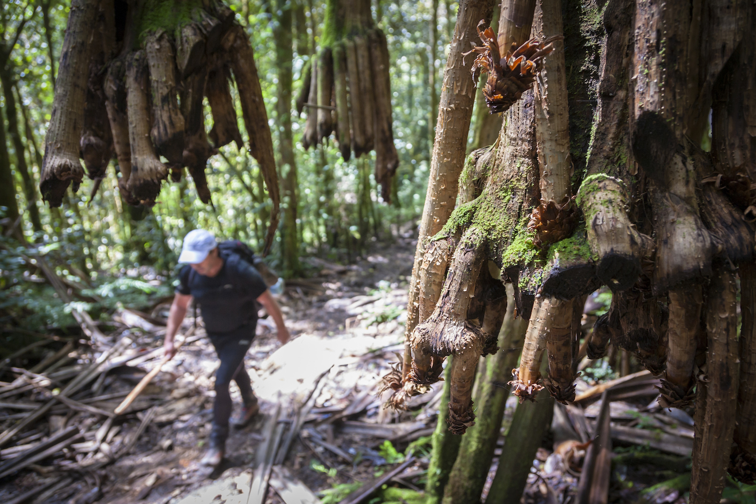 kokoda trail