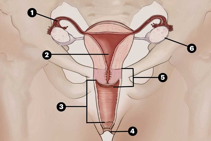 the-eve-appeal-reproductive-system-labelled.jpg