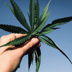 QLD GPs Can Now Prescribe Medicinal Marijuana