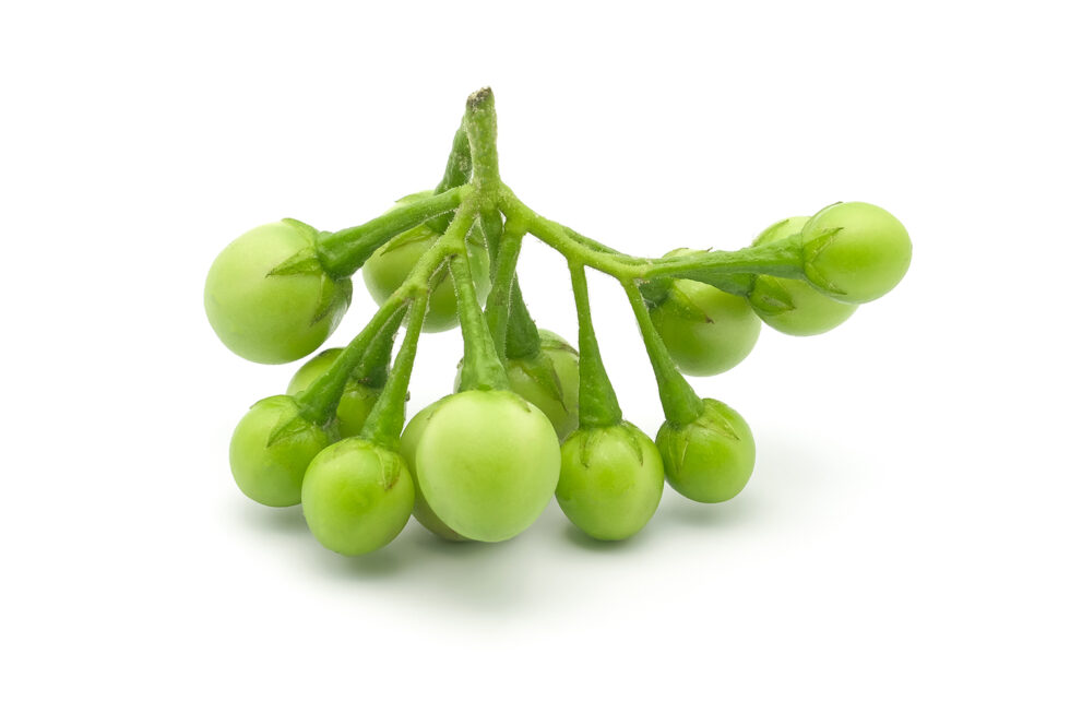 The Health Snob’s Guide To Eggplant Men's Health Magazine Australia